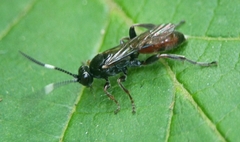 Barichneumon gemellus