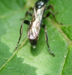 Barichneumon gemellus