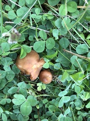 Cortinarius hinnuleus