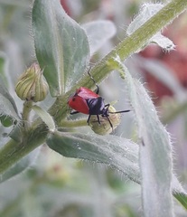 Deraeocoris rutilus