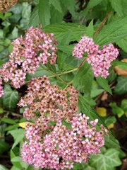Spiraea japonica