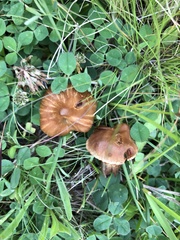 Cortinarius hinnuleus