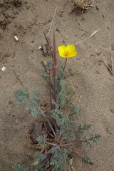 Eschscholzia californica californica
