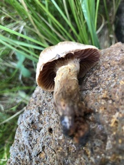 Cortinarius hinnuleus