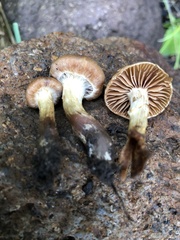 Cortinarius hinnuleus