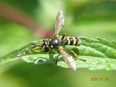 Conopini