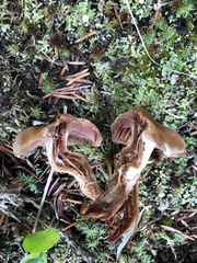 Cortinarius hinnuleus