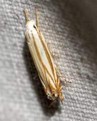 Polyhymno luteostrigella