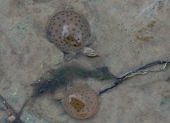 Apalone spinifera spinifera