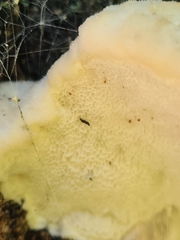 Tyromyces