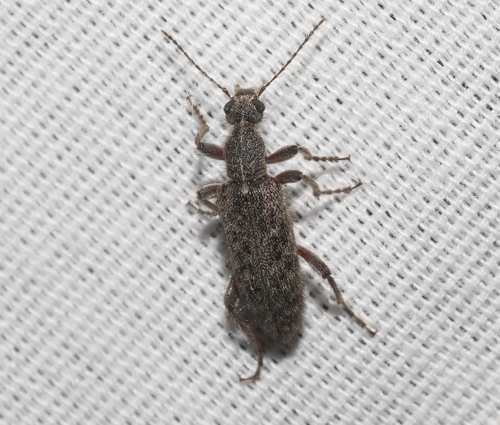 Retocomus constrictus · iNaturalist