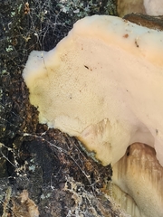 Tyromyces