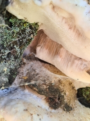 Tyromyces