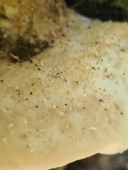 Tyromyces