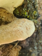 Tyromyces