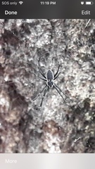 Argiope ocyaloides