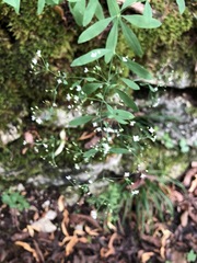 Galium sylvaticum