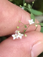 Galium sylvaticum