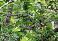 Hippolais icterina