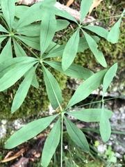 Galium sylvaticum