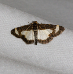 Heliomata cycladata