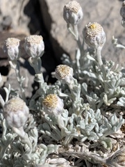 Artemisia constricta