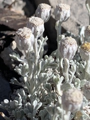 Artemisia constricta