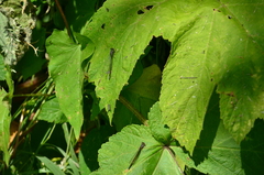 Ischnura cervula
