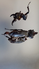 Lucanus tetraodon
