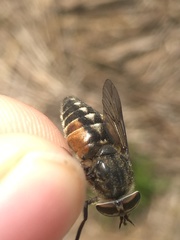 Hybomitra bimaculata