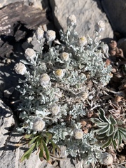Artemisia constricta