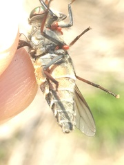 Hybomitra bimaculata