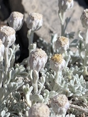 Artemisia constricta