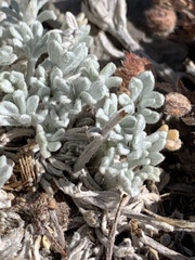Artemisia constricta