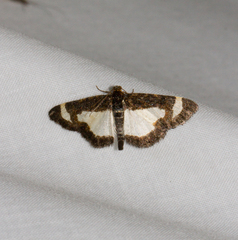 Heliomata cycladata