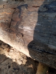 Triplax thoracica