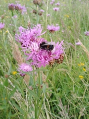 Centaurea jacea