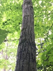 Amelanchier arborea arborea