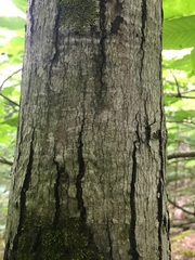 Amelanchier arborea arborea
