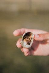 Clibanarius infraspinatus