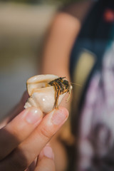 Clibanarius infraspinatus