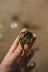 Clibanarius infraspinatus