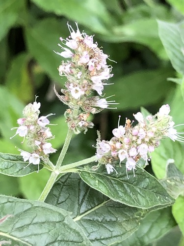 Bushy Mint (Mentha ×)