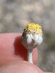 Artemisia constricta