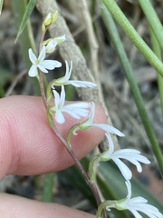 Holothrix parviflora