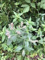 Mentha × dumetorum