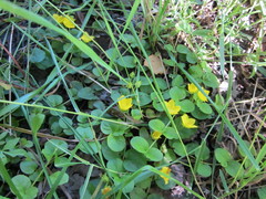 Lysimachia nummularia