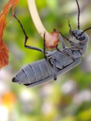 Epicauta floridensis