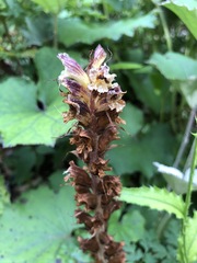 Orobanche reticulata