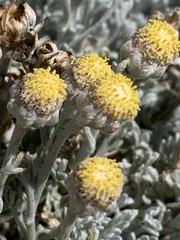 Artemisia constricta